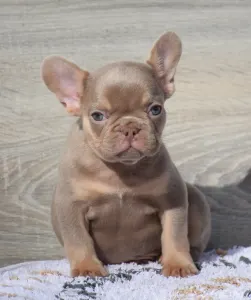 Buldog francuski - Brendon