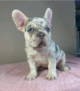 French Bulldog - Anastasia