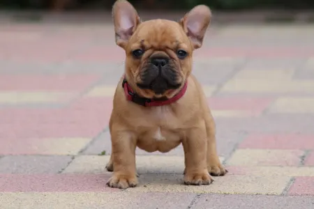 Französische Bulldogge - Ubie