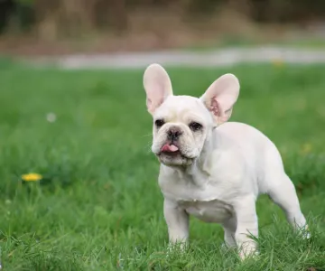 Französische Bulldogge - Thug Life Fuga