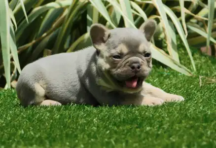 French Bulldog - Joker 