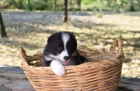 Border Collie - Dazzling Borders Artistic Mind 