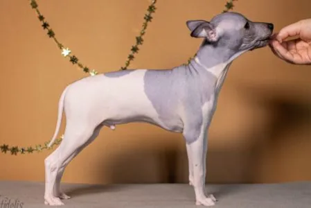 American Hairless Terrier - Andor Blue