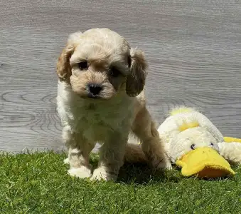 Cavapoo - Ella