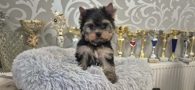 Yorkshire Terrier - Batman Of Midsummer Nights Miracle 
