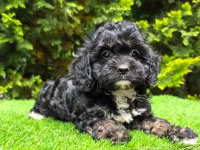 Cavapoo - Fonsi