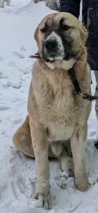 Közép-ázsiai juhászkutya - Dengiz Iz Zamka Larisi