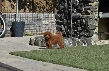 Barbone nano - Bravados Eperke (toy)