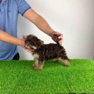 Yorkshire Terrier - Levis