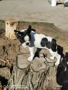 Boston terier - Babett