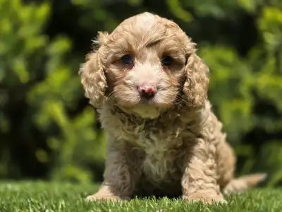Cavapoo - Terence