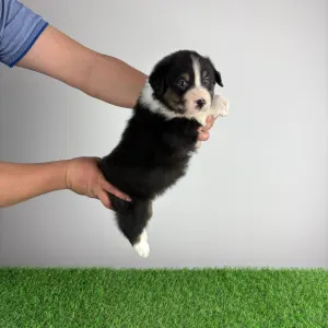 Owczarek astralijski aussie - Cash