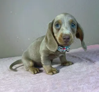 Dachshund - Parker