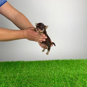 Yorkshire Terrier - Menos