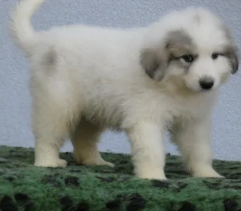 Pyrenean Mountain Dog - Candybelldream Elmo
