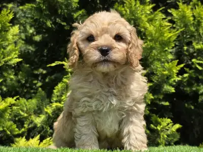 Cavapoo - Benjamin