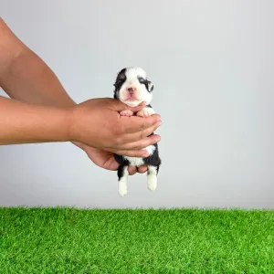 Welsh corgi pembroke - Engela