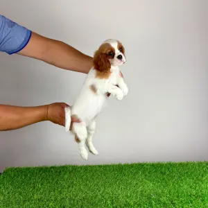 Cavalier King Charles Spaniel - Zelina