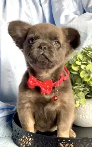 Francuski buldog - Maisy