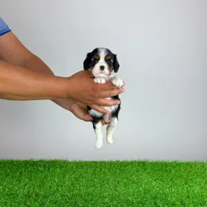 Cavalier King Charles Spaniel - Simba