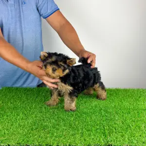 Yorkshire Terrier - Adia
