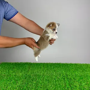 Corgi galez Pembroke - Penny