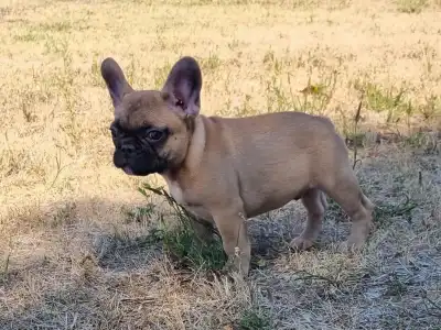 French Bulldog - Hank