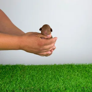 Caniche Toy - Xin