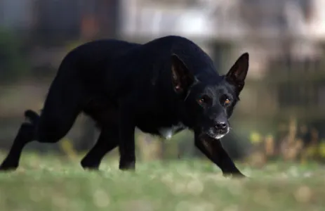 Ausztrál Kelpie - Árkosligeti