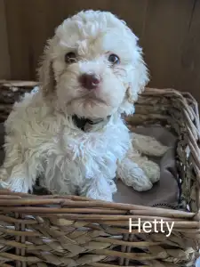 Lagotto Romanjolo - Ürömi Szarvasgombász Hetty