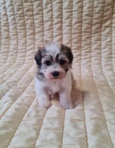Havanese - Sabina