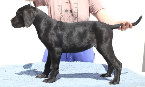 Cane Corso - Ciara