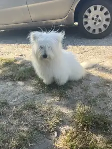 Coton de Tulear - Björn