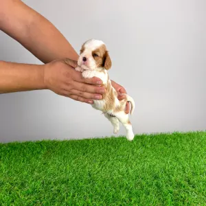 Кавалер кинг-чарльз-спаниель - Franky