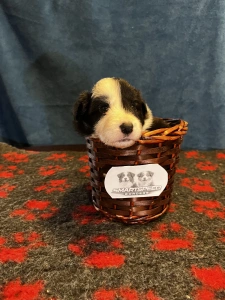 Border Collie - Goofy