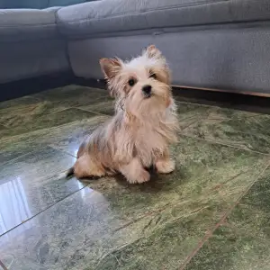 Biewer Terrier - Dexter