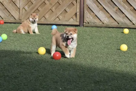 Shiba - Bravados Fugu