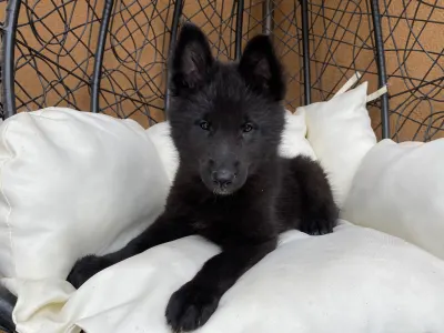 Chien de Berger Belge - Gerőcsvári Black Diamond Hetty