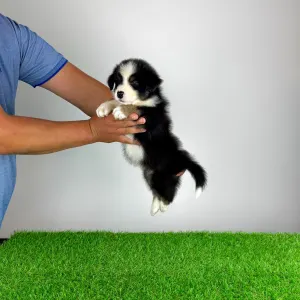 Australian Shepherd - Grudo