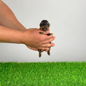 Jorkšírský teriér - Wichtel