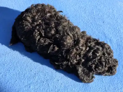 Cavapoo - Darkchoco Drake