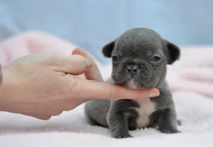 Französische Bulldogge - Málna