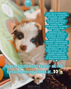 Australian Shepherd - Budnat Aussies Hey Have It All