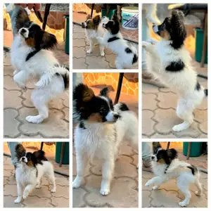 Papillon - Lacky Alien Mirabella