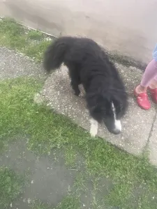 Border Collie - Lucifer