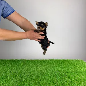 Yorkshire Terrier - Pancho