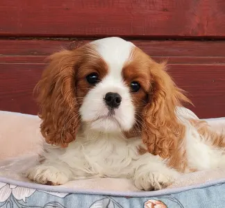 Cavalier King Charles spániel - Emerson 