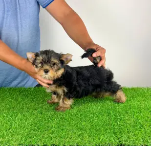 Yorkshire Terrier - Zonky