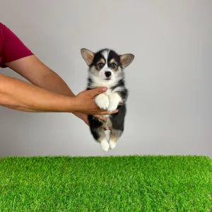 Welsh Corgi Pembroke - Rolly