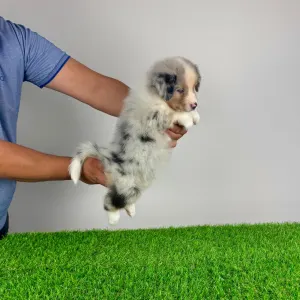 Australian Shepherd - Wolke 